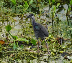 Porphyrio poliocephalus