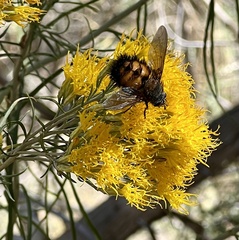 Paradejeania rutilioides