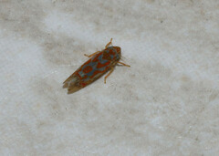 Erythroneura rubrella