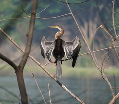 Anhinga melanogaster