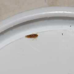 Erythroneura rubrella