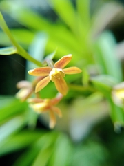 Prosthechea ochracea