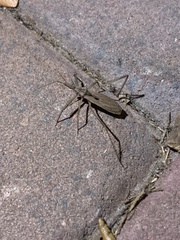 Stenopoda