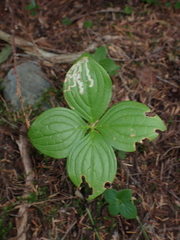 Arctocrania
