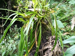 Prosthechea ochracea