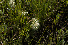 Pimelea humilis