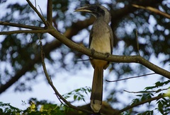 Ocyceros birostris