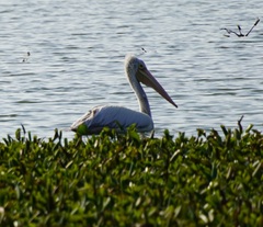 Pelecanus philippensis