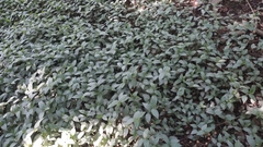 Tradescantia fluminensis