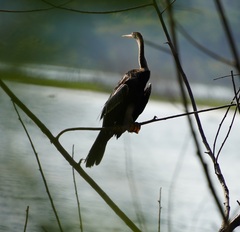 Anhinga melanogaster
