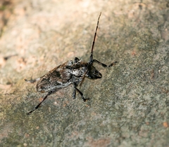 Dryoctenes scrupulosus