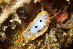 Chromodoris orientalis