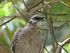 Mimus longicaudatus