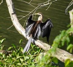 Anhinga melanogaster