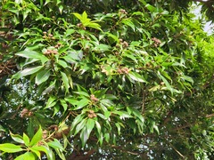 Schima superba superba