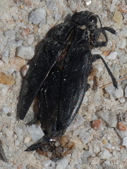 Chalcophora detrita