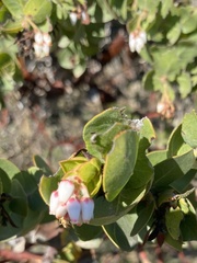 Arctostaphylos purissima