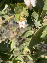 Arctostaphylos purissima