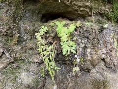 Cryptogramma stelleri