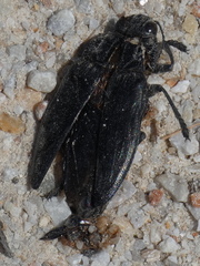 Chalcophora detrita