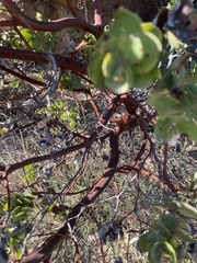 Arctostaphylos purissima