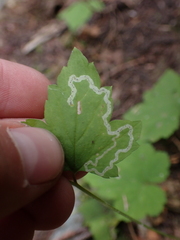 Phytomyza tiarellae