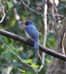 Cyornis tickelliae