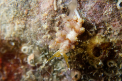 Eubranchus inabai