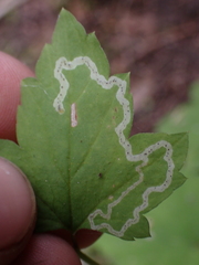 Phytomyza tiarellae