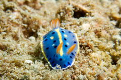 Hypselodoris festiva