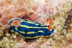 Hypselodoris festiva