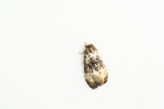 Phalonidia memoranda