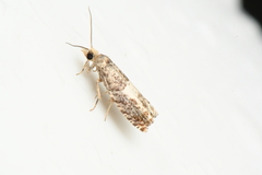 Epinotia