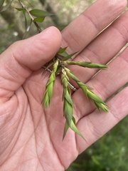 Melaleuca styphelioides