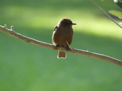Pyrocephalus rubinus mexicanus
