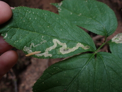 Phytomyza aralivora