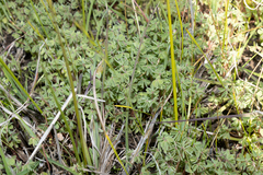 Oxalis perennans