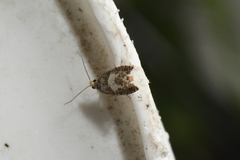 Epinotia
