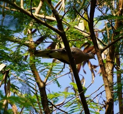 Streptopelia chinensis