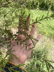 Melaleuca styphelioides