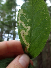 Phytomyza aralivora