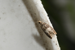 Epinotia
