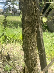 Melaleuca styphelioides