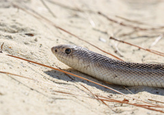 Pituophis melanoleucus mugitus