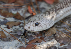 Pituophis melanoleucus mugitus