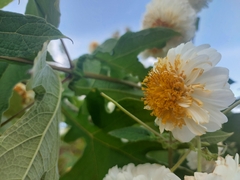 Montanoa grandiflora