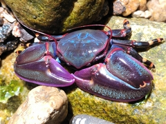 Petrolisthes violaceus