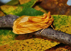 Cirrhophanus triangulifer