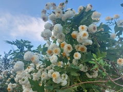Montanoa grandiflora