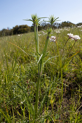 Eryngium ovinum